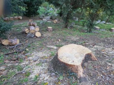 Ремонтът в Борисовата градина в София заплашва 100-годишни дървета