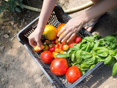 Зеленчукопроизводството на открито намалява