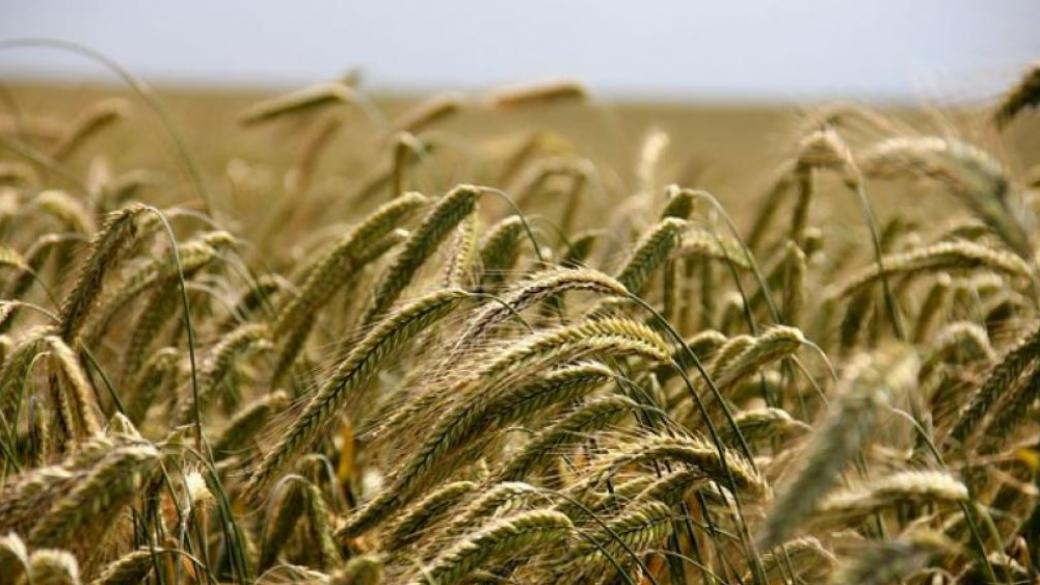 След месеци на рекорди: Цената на зърното тръгна надолу