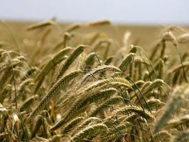 След месеци на рекорди: Цената на зърното тръгна надолу