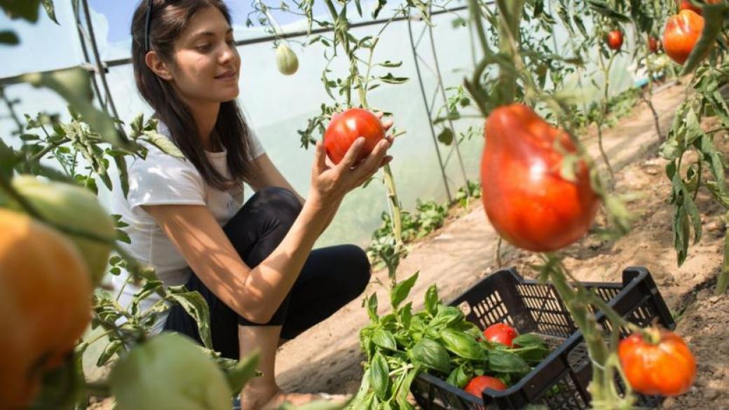 Масови фалити заплашват оранжерийните производители в България