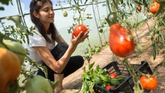 Масови фалити заплашват оранжерийните производители в България