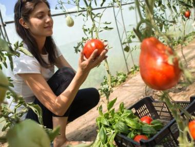 Масови фалити заплашват оранжерийните производители в България
