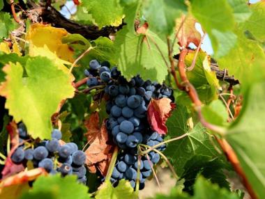 Незаконен внос на вино и скок на разходите вещаят фалити за лозарите