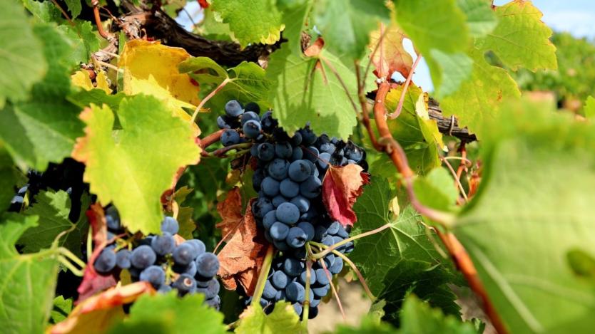 Незаконен внос на вино и скок на разходите вещаят фалити за лозарите