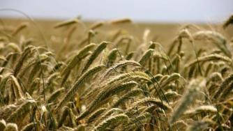 Износът на зърно от България расте