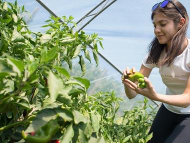 Помощта за оранжерийните производители идва с новия бюджет