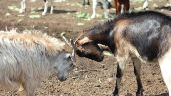 В подножието на Пирин едно „Козле“ създава иновации