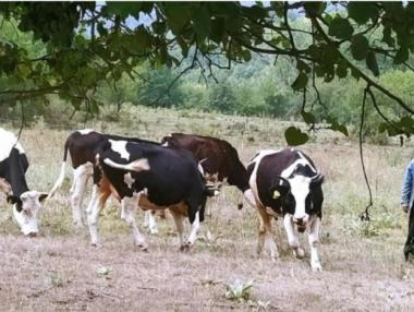 ДФЗ отпуска 23.5 млн. лв. на животновъдите