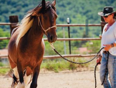 Уроци по лидерство от конете