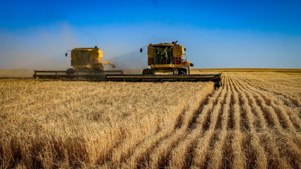 Египет забрани износа на пшеница