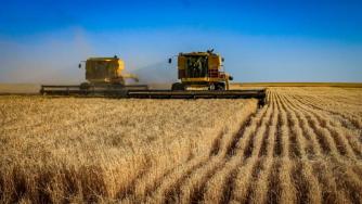 Египет забрани износа на пшеница