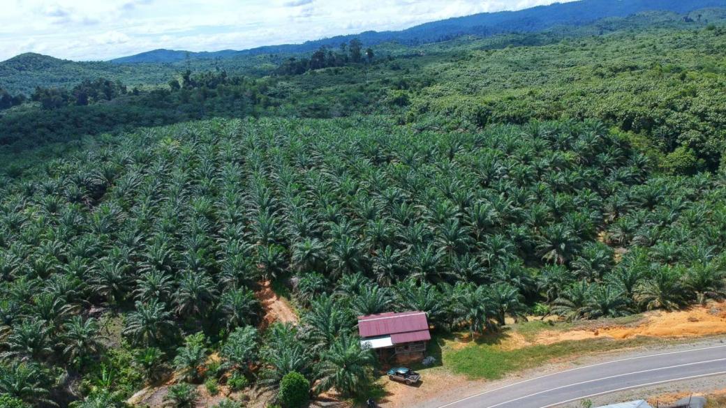 Индонезия опитва да успокои света за палмовото масло