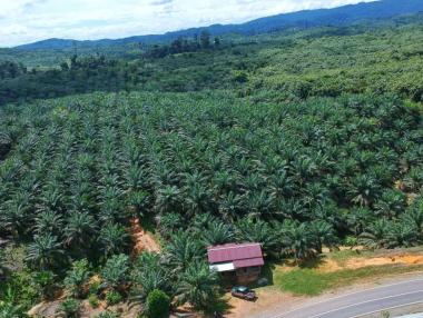 Индонезия опитва да успокои света за палмовото масло