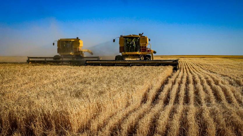 Индия забрани износа на пшеницата, която предизвика „лудост“ на световния пазар