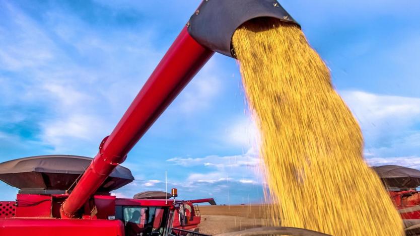 Цената на пшеницата хвръкна след забраната на Индия