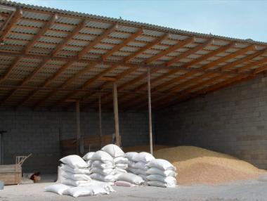 Няма опасност от зърнена криза в България