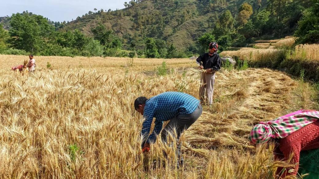 Египет започна да получава пшеница от Индия