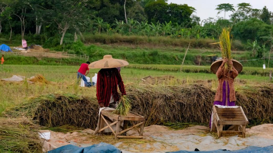 Скъпите торове и голямото търсене заплашват цената на ориза