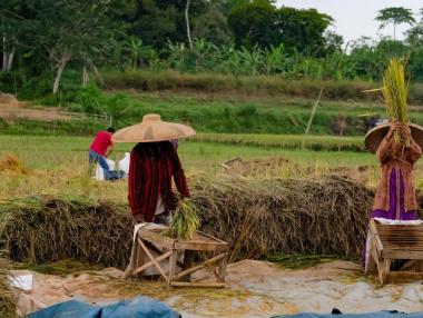 Скъпите торове и голямото търсене заплашват цената на ориза
