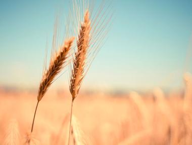 На прага на зимата: Хаос в производството на храна и енергия в Европа