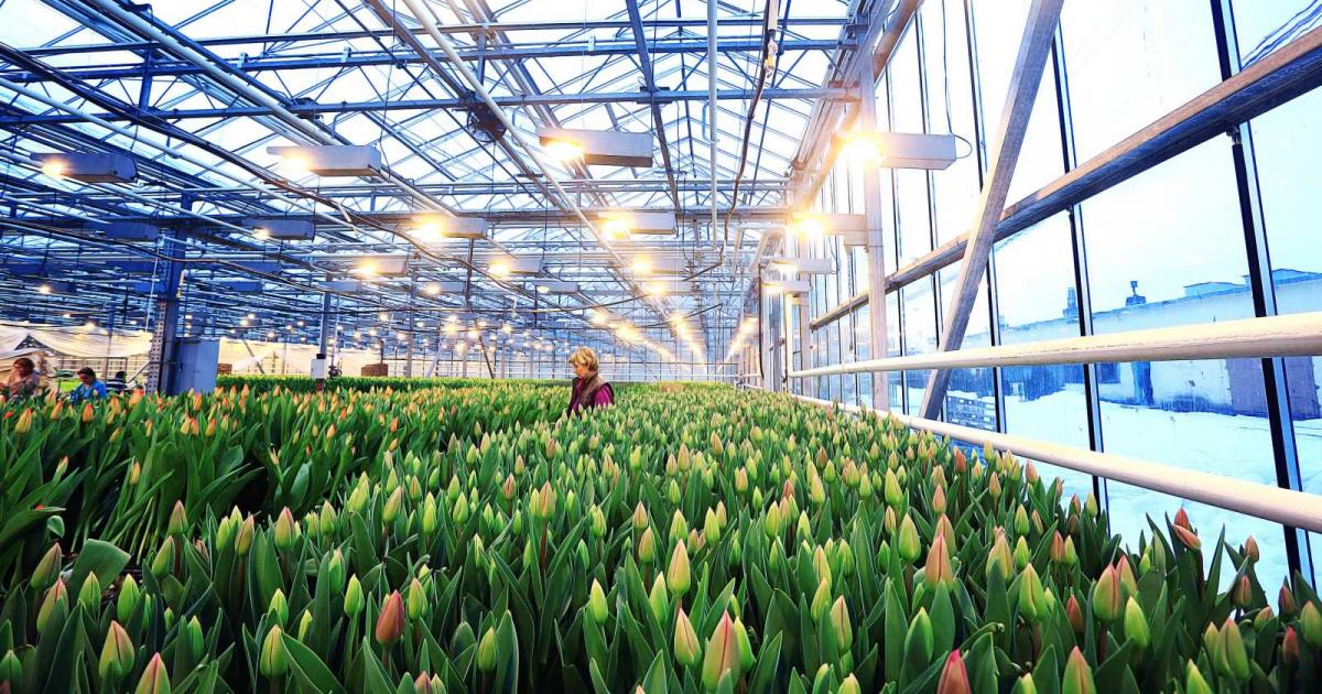 Лалетата и биткойните са били свързвани с финансови балони навремето,