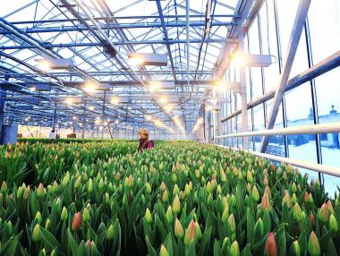 Как криптодобивът служи за отглеждането на лалета в Нидерландия