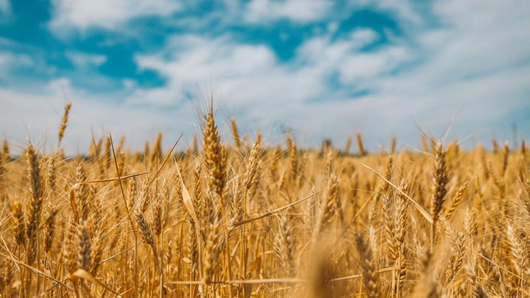 Syngenta пуска хибридна пшеница на полетата в САЩ