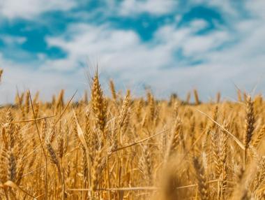 Syngenta пуска хибридна пшеница на полетата в САЩ