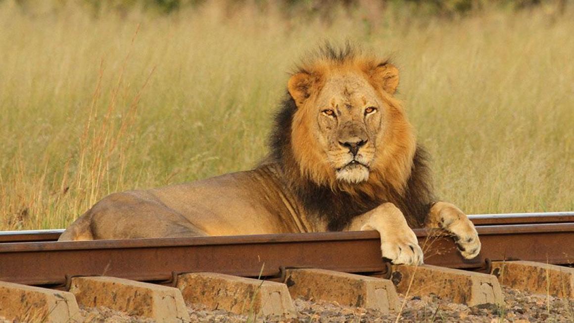 Галерия :: Снимка 1 :: Elephant Express: Сафари с влак в Африка (Снимки)}