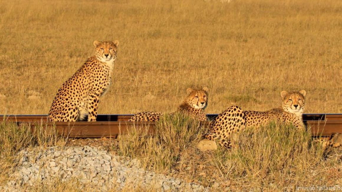 Галерия :: Снимка 2 :: Elephant Express: Сафари с влак в Африка (Снимки)}