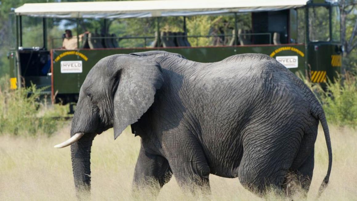 Галерия :: Снимка 3 :: Elephant Express: Сафари с влак в Африка (Снимки)}