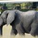Галерия :: Снимка 0 :: Elephant Express: Сафари с влак в Африка (Снимки)}