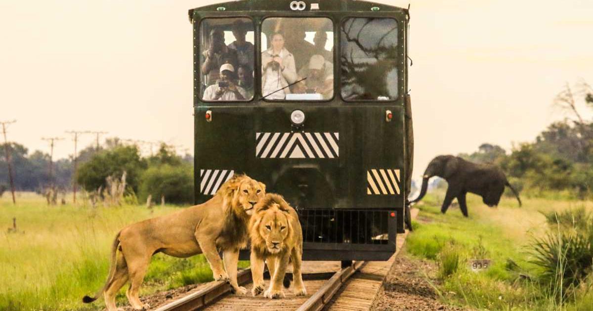 Влак с един вагон, който побира до 22 души, Elephant