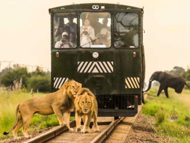 Elephant Express: Сафари с влак в Африка (Снимки)