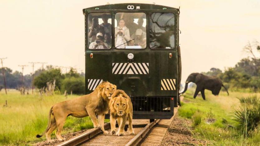 Elephant Express: Сафари с влак в Африка (Снимки)