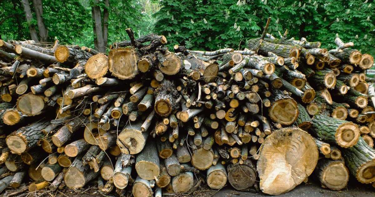 Дървопреработващият сектор е България са изправен пред проблеми заради високите