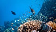 Организация на обединените нации ООН постигна историческо споразумение за защита