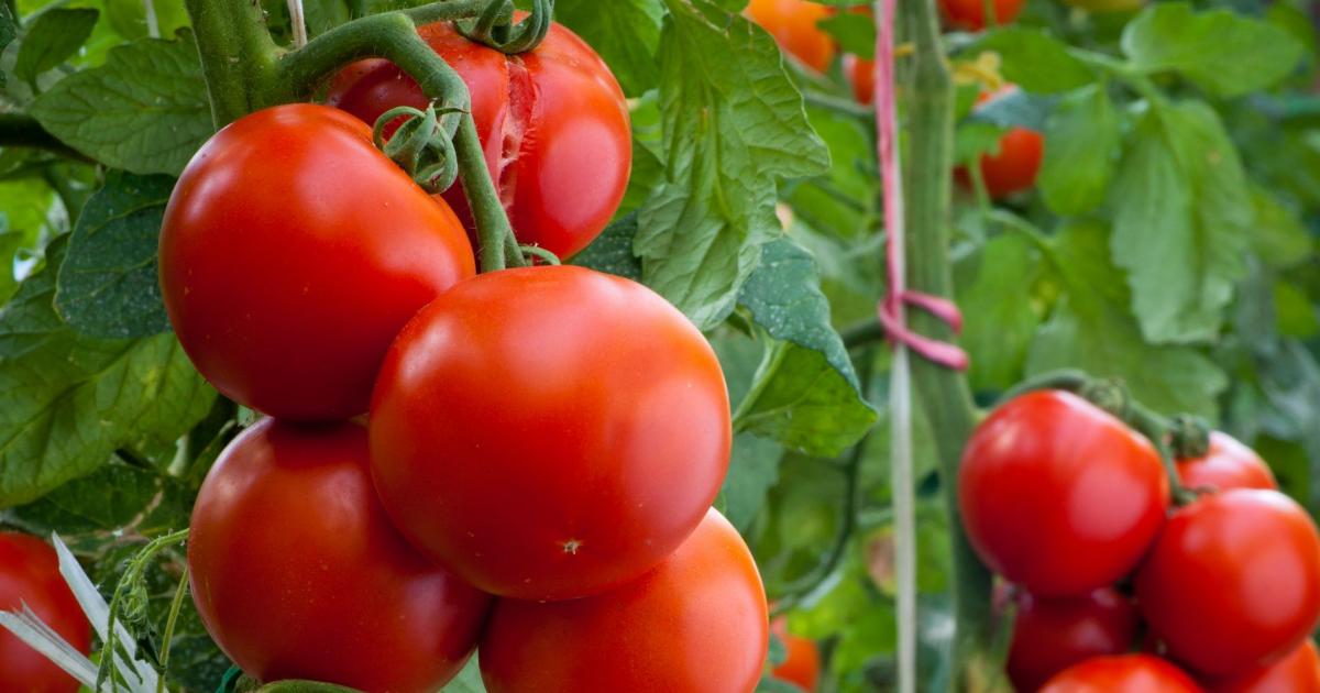 Турция отмени преждевременно забраната за износ да домати, предава Andalu
