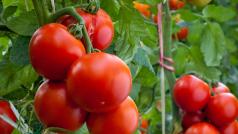 Турция отмени преждевременно забраната за износ да домати предава Andalu