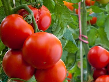 Турция преждевременно махна забраната за износ на домати