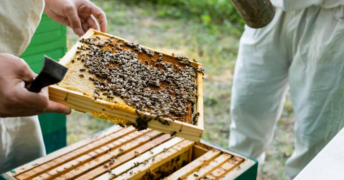 Българската компания зад платформата Истински мед“ и инициативата Осинови кошер“