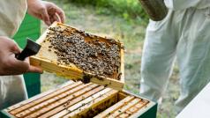 Българската компания зад платформата Истински мед и инициативата Осинови кошер