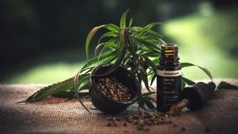 В очакване на конопената революция