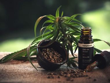 В очакване на конопената революция