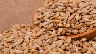 „Малтери Суфле България“ започва да строи нов завод за малц в Плевен