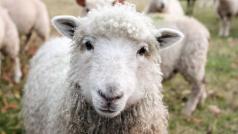 Докато изграждат своята новосъздадена модна марка екологично настроените Едзард Ван