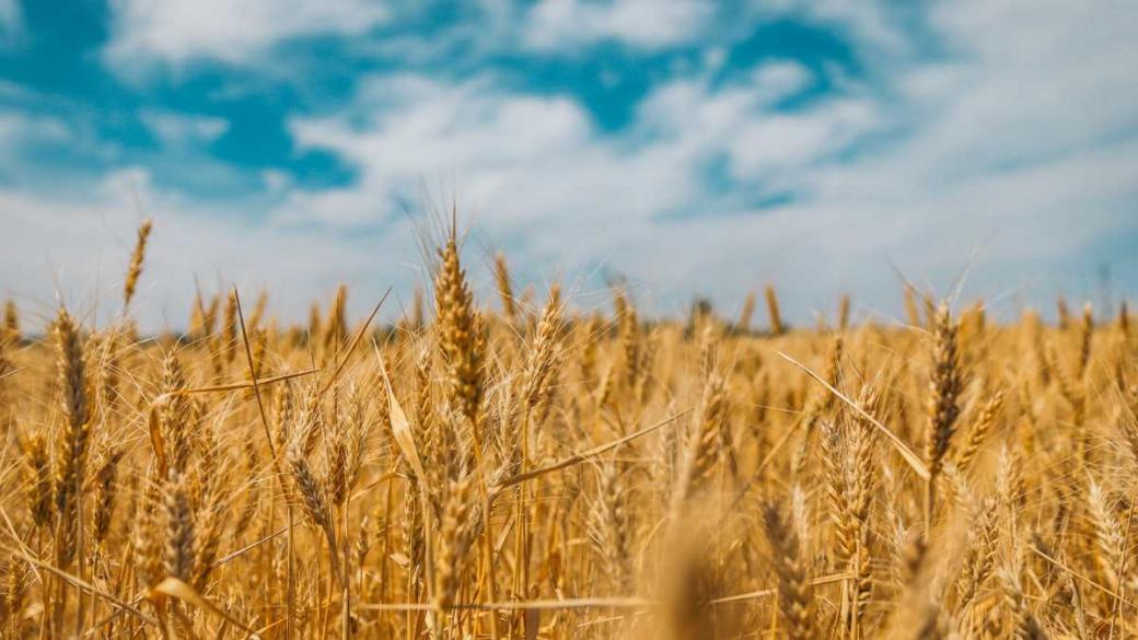 Полша забранява вноса на зърно и храни от Украйна