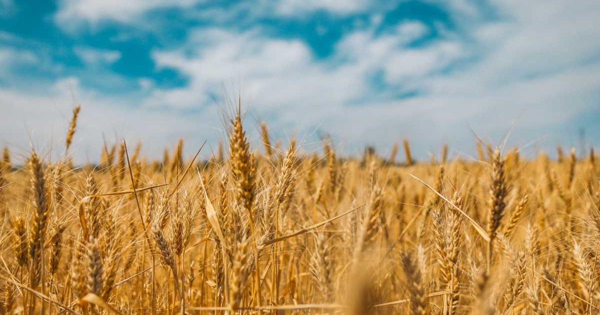Полското правителство реши да забрани вноса на зърно и други