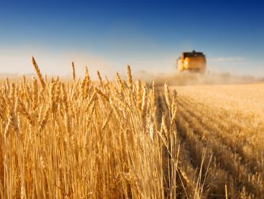 И Словакия блокира вноса на украинско зърно